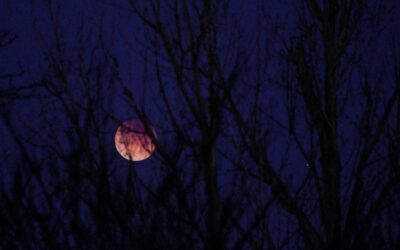 Chiedi alla Luna